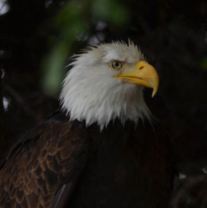 Meet your Posher, Ian